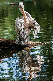 支持跨平台联机《狂野飙车：传奇集结》全平台上市